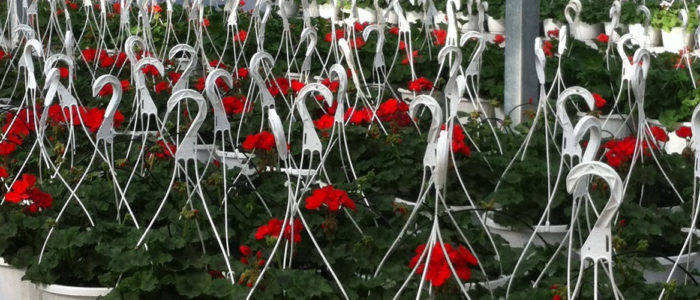 European Planters-red-geranium